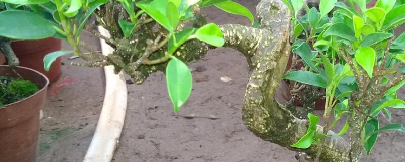 虎皮榕怎么養(yǎng)