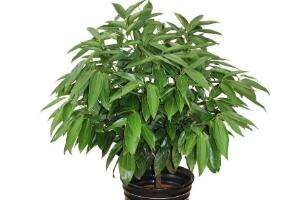 平安樹有什么好處，平安樹的功效與作用