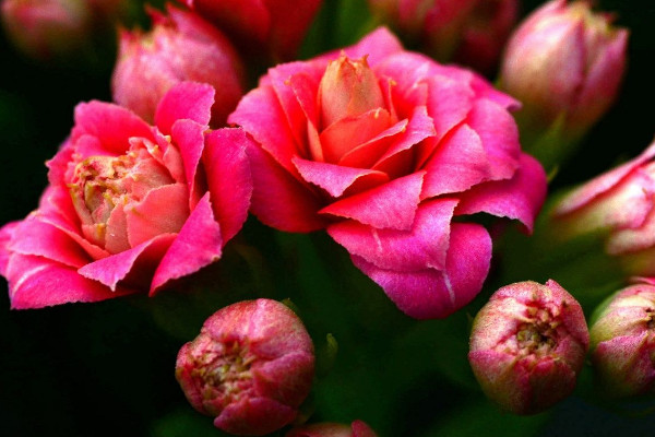 長(zhǎng)壽花什么時(shí)候開(kāi)花