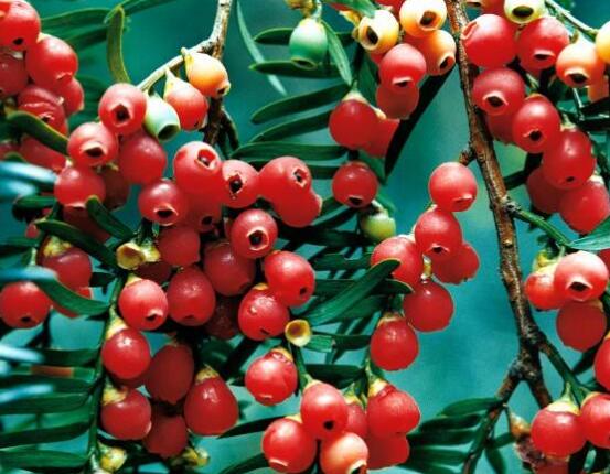 紅豆杉干枯后急救方法，教你四種方法輕松解決