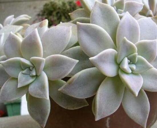 生石花長高了怎么辦，老農(nóng)教你最直觀常見三種解決辦法