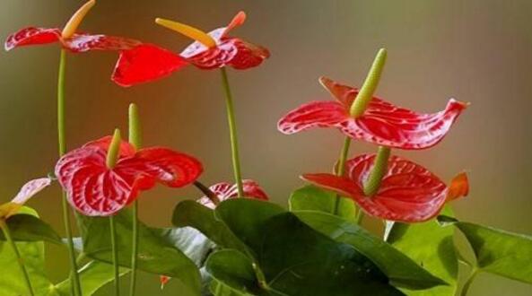 紅掌的催花方法，加強(qiáng)日常管理（溫度、光照、通風(fēng)、肥水）