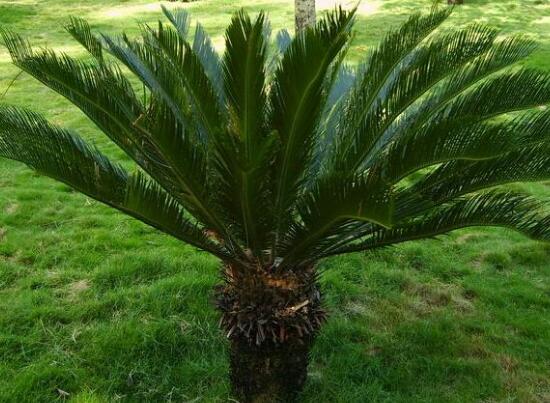 鐵樹有哪些病蟲害，鐵樹病蟲害防治