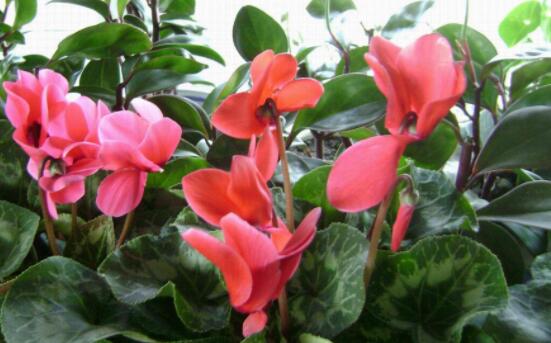 仙客來(lái)不長(zhǎng)新葉怎么辦，多半是盆土澆水光照導(dǎo)致