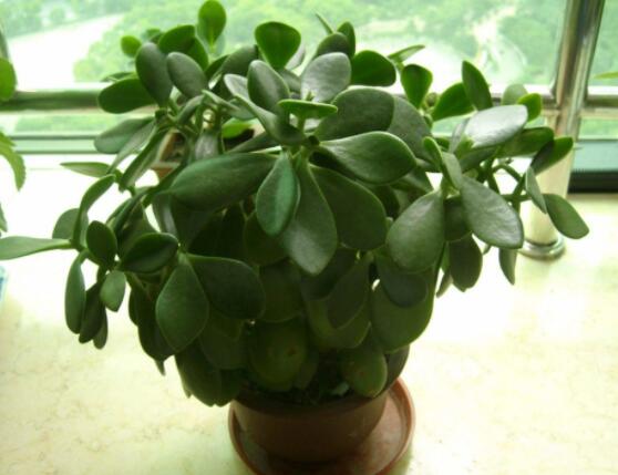 燕子掌葉片發(fā)軟怎么辦，多半是澆水和盆土不當(dāng)導(dǎo)致