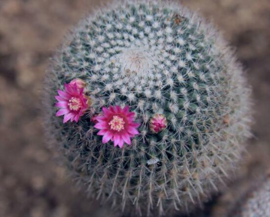 仙人球防輻射嗎，不能/只能防太陽紫外線(光學(xué)輻射)