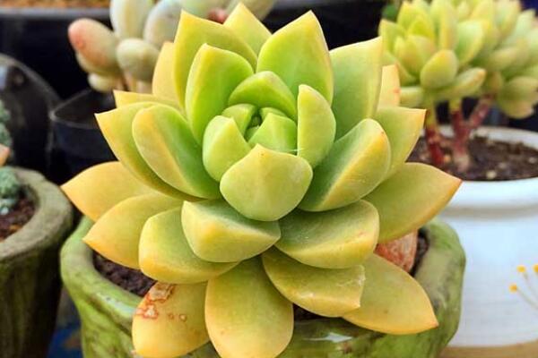 寶石花掉下來是怎么了，可能是以下5種原因?qū)е? src="/nongchan/d/file/20201223/xubv4ay3pkx.jpg" / data-eGfE="afI1rH"></p>
<p data-08e2="A6NtBt">
	寶石花掉下來是怎么了，有可能是澆水太勤造成根部腐爛的現(xiàn)象，最好導(dǎo)致植株的葉子掉下來了。寶石花的生長其實并不需要過多的澆水，保持土壤濕潤即可，澆水過多容易導(dǎo)致盆土積水。在這個時候建議對寶石花進(jìn)行換土處理，將腐爛掉的根部剪去重新養(yǎng)護(hù)。</p>
<p data-bPNF="KjcPoy">
	<strong data-sXgS="5LeJtN">缺少光照</strong></p>
<p data-gUZU="r3vj5m">
	<img alt=