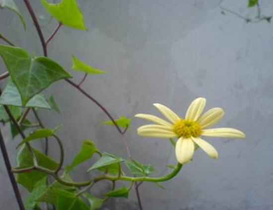 常春藤會(huì)開(kāi)花嗎，常春藤什么時(shí)候開(kāi)花