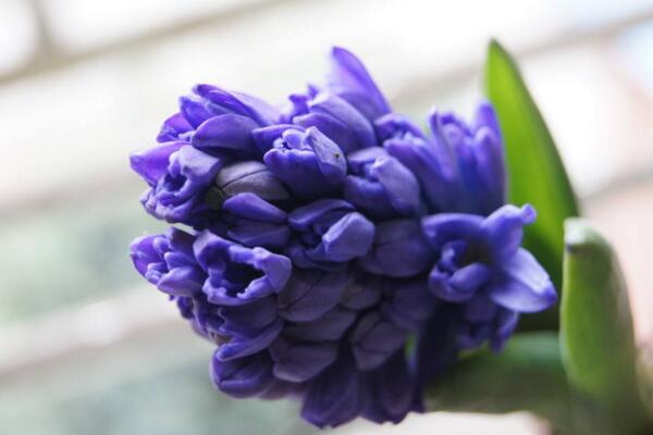 藍色風(fēng)信子好養(yǎng)嗎，新手必須要掌握的5大要點