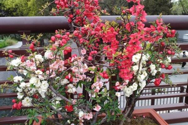 盆栽桃花的養(yǎng)護(hù)方法，首先要保證盆土的適宜