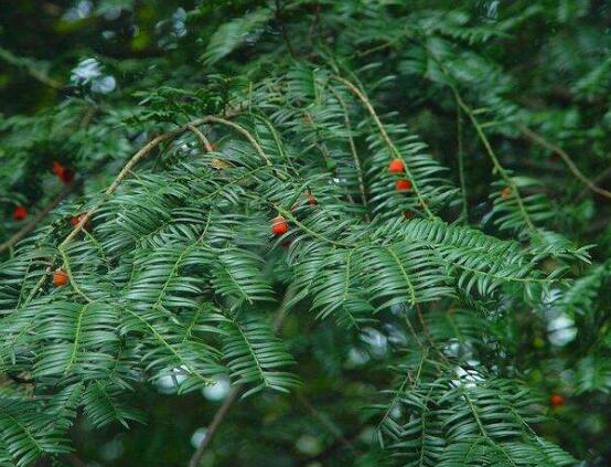紅豆杉的品種，盤點中國紅豆杉五大品種