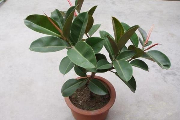 橡皮樹的花語及風水，誠信穩(wěn)重(花語)生旺發(fā)財(風水)