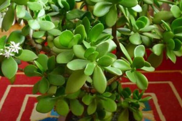 玉樹(shù)是八寶樹(shù)嗎