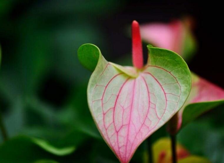 一帆風(fēng)順花葉子發(fā)黃怎么辦，及時(shí)采光施肥可以挽救葉子發(fā)黃