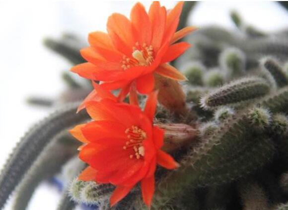 白檀仙人掌不開花怎么辦，缺乏光照是主要原因