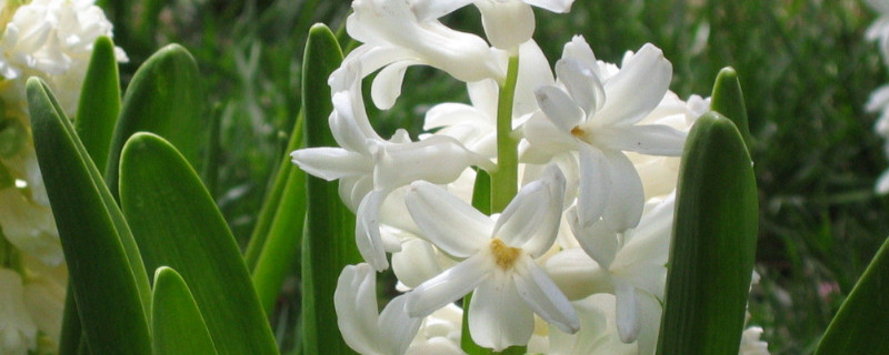 風信子冬天水培怎么養(yǎng)