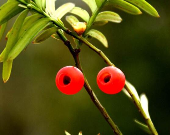 紅豆杉的正確食用方法，盤點(diǎn)營(yíng)養(yǎng)價(jià)值最高四種方法