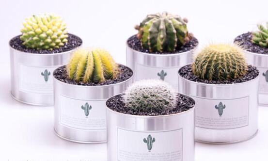 仙人球長斑怎么辦，及時挖掉并且合理養(yǎng)護