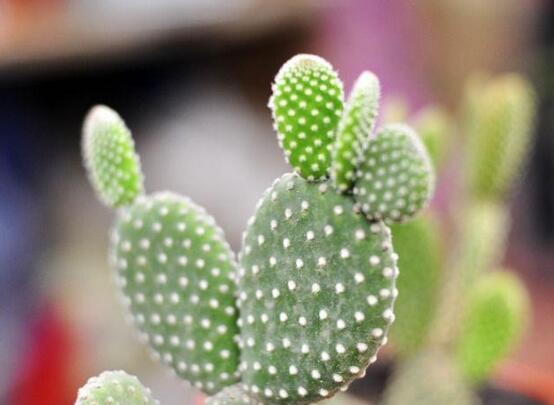 仙人掌為什么不用澆水，因吸水能力太強