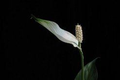 一帆風(fēng)順花可以放在臥室里嗎，可以放在臥室但要注意幾點