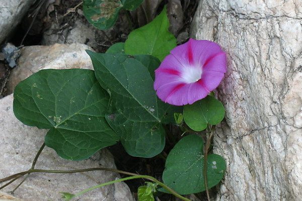 牽?；绲酿B(yǎng)護方法