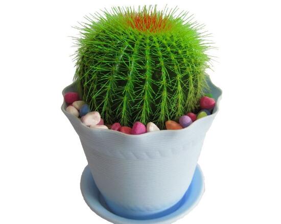 仙人球能治什么病，仙人球的作用與功效