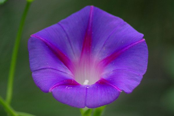 牽?；ㄊ窃鯓雨懤m(xù)開放的呢