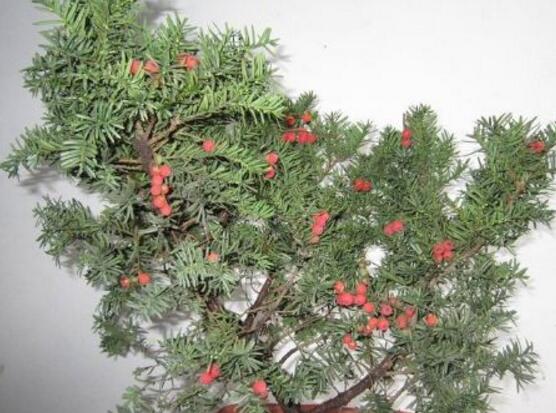 紅豆杉盆景冬天怎么養(yǎng)，教你五個(gè)好方法安然過冬