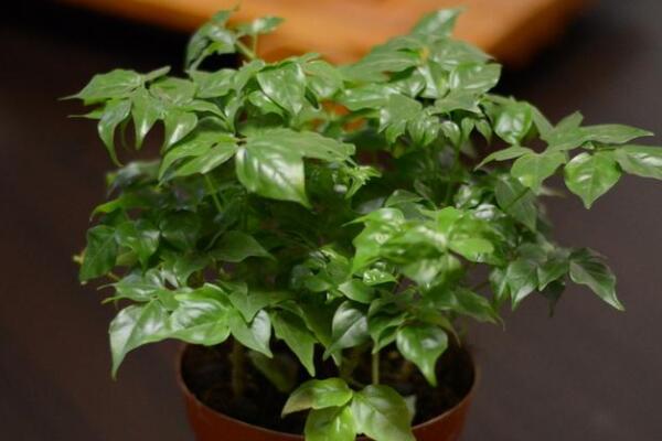 幸福樹(shù)秋天落葉怎么辦