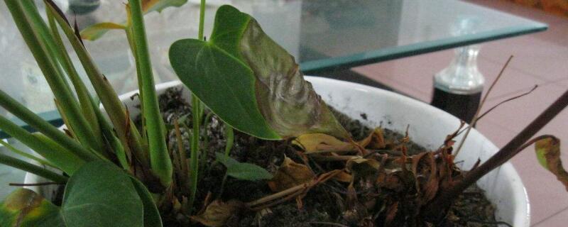 紅掌葉子發(fā)黃焦邊干枯是怎么回事