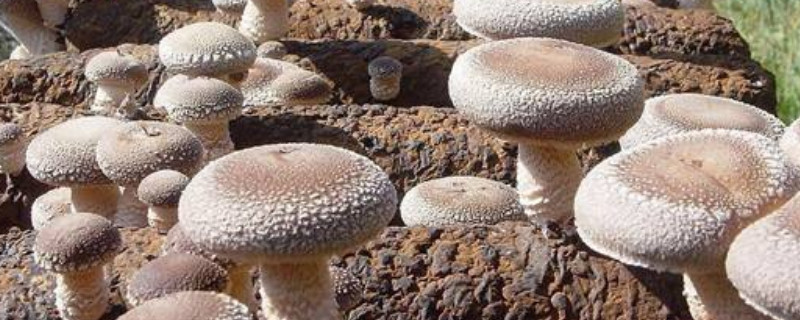 菌種怎么種植