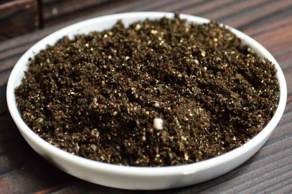 馬蹄蓮種球怎么種植，種植步驟以及前期養(yǎng)護(hù)技巧