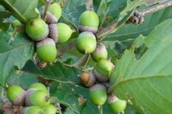 白櫟果實(shí)能吃嗎