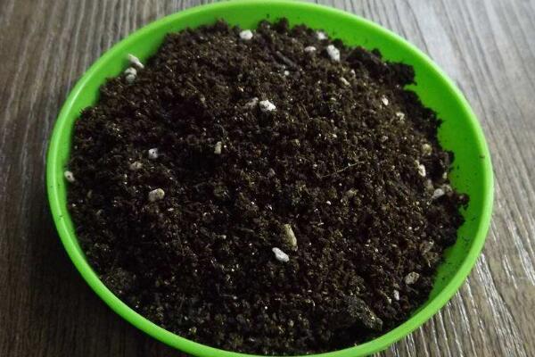 盆栽櫻花的養(yǎng)殖方法，掌握以下要點是關鍵