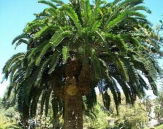 鐵樹品種，細(xì)數(shù)鐵樹最受喜愛八大品種