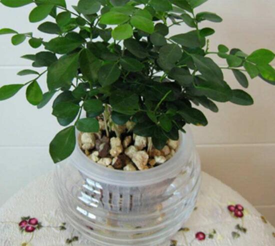 九里香可以水培嗎，九里香水培的養(yǎng)殖方法