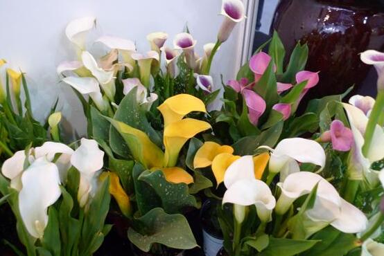 彩色馬蹄蓮能養(yǎng)幾年，通常養(yǎng)殖3-4年是沒有問題