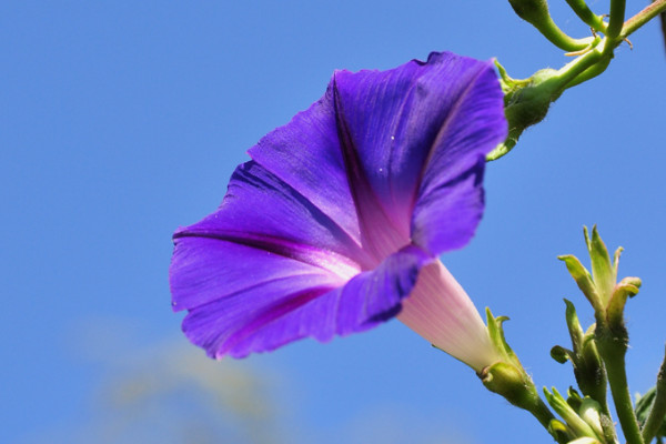 牽?；ǖ陌咨后w有毒嗎