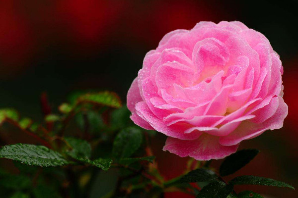 月季越開(kāi)越小怎么辦