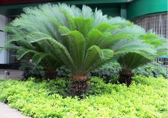 鐵樹(shù)什么時(shí)候長(zhǎng)新葉，每年春秋時(shí)分生長(zhǎng)出2-3輪新葉