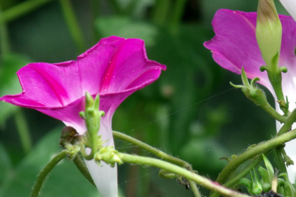 牽牛花的養(yǎng)護方法