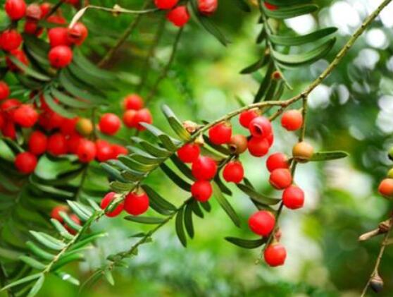 紅豆杉泡水喝的功效，防癌抗癌、增強(qiáng)免疫力、消炎抑菌