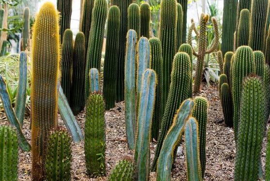 仙人掌適合在室內(nèi)養(yǎng)嗎，吸收輻射、釋放氧氣