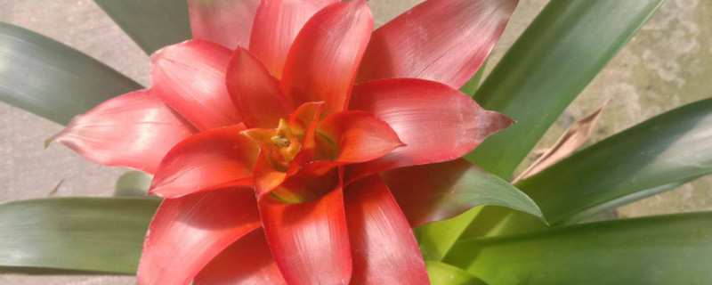 鴻運當頭花為什么變白了