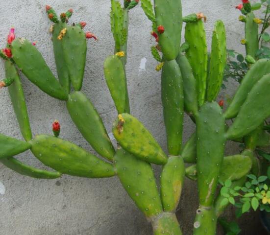 仙人掌怎么養(yǎng)可以又粗又壯，做到四個(gè)要點(diǎn)高枕無憂(健壯)