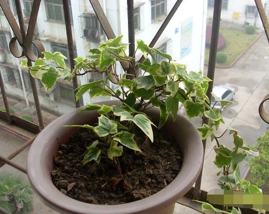 常春藤如何扦插，插蕙盆土剪刀花盆消毒液缺一不可