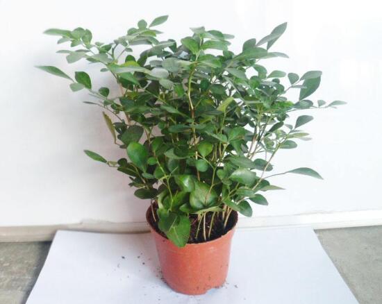 九里香爛根的原因，九里香爛根怎么辦