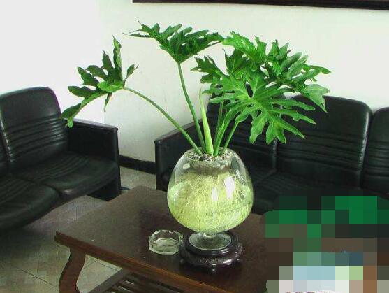 龜背竹水培方法和注意事項，教你超簡單三點步驟/勤換水