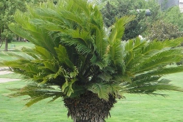 蘇鐵葉子發(fā)黃的原因以及解決方法，多是以下五種原因