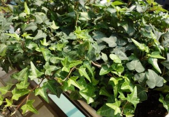小葉常春藤的養(yǎng)殖方法，教你八個(gè)簡(jiǎn)單易學(xué)基本方法